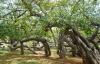 500 years old Banyan Tree at Pillalamari