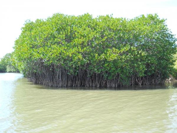 Pichavaram near Chidambaram