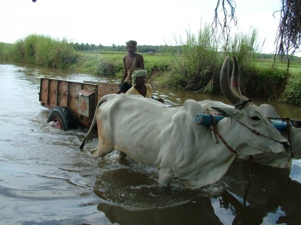 River Vehicle