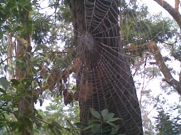 Spider net on tree at Kodai Hills