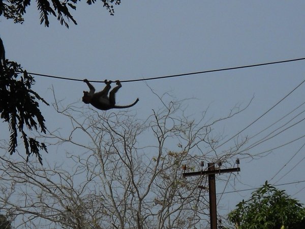 Monkey Traveling through wire