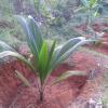 Coconut sapling under cultivation