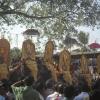 Elephants in a row for pooram