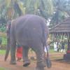 An Elephant taking Pradikshana at a Temple