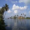 Coconut trees near Kerala backwaters