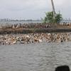 Duck family bathing near Alappuzha backwater