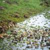A Raft of Ducks, Ambalappuzha