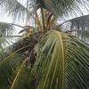 Coconut tree - the official tree of Kerala