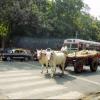Traffic is must for Bullock cart also