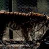 Mysterious Tiger in Bannerghatta Safari