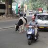 Cow and Cars in Bangalore