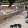 Dog and Streets at Bangalore