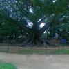One of the Oldest Trees in India at Lal Bagh in Bangalore