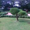 Beautiful shape in Topiary garden Bangalore
