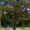 Cremebell tree in Lal Bagh Bangalore