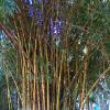 Bunch of Bamboo Indicana in Lal Bagh