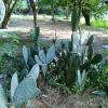 Cactus plants in Lal Bagh