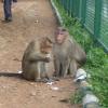 Monkeys at Lal bagh Park in Bangalore