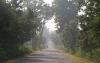 Tress on both sides - In a Village Road at Bankura