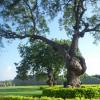 Giant Tree at Hampi