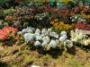 Hydrangia & Stock Flowers - Bangalore Flower Show