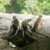 Three monkeys sitting on the rock of khandagiri