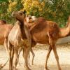 Camel - Bikaner