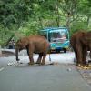 Wild elephants near Burliar Coonoor Mettupalayam highway