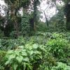 Coffee Plants in Coorg