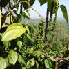 Coffee Plant at Coorg, Chelavara