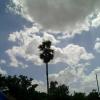 Palm tree at Gummudipoondi
