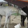 Two Horses in Besant Nagar Beach