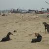 Dogs Conference , Besant Nagar Beach, Chennai