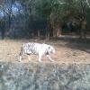 White Tiger in Vandalur Zoo