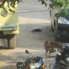 Bikes, Car, Van and Dog in a Street of Mangadu, Chennai