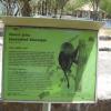 Brief details about Lion-tailed Macaque in Vandalur Zoo..