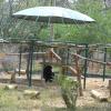 A Chimpanzee found in Vandalur Zoo- Chennai