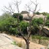 Mahabalipuram Hill Rocks