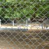 Deers inside the cage at Guindy National Park - Chennai...