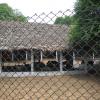 Group of Deers in cage at Guindy National Park - Chennai...