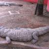 Lazy Crocodile at Guindy National Park - Chennai...