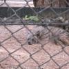Striped Hyaena in cage at Guindy National Park in Chennai...