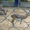 A black Buck in a cage at Guindy National Park in Chennai...