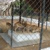 A group of young Deers at Guindy National Park in Chennai...