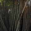 Bamboo sticks at Virugambakkam in Chennai...