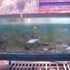 Aquarium with fishes at Sanmuganar Poonga in Tiruvottiyur...