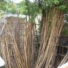 Bamboo Poles - Bangaru Nadar Colony