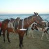 Horse is Ready to Ride at Marina Beach in Chennai
