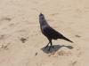 Crow Relaxing On Besant Nagar Beach, Chennai