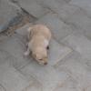 A cute pup searching its mom near Chennai